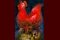Marzo: El gallo de Pedro 