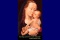 María Virgen, madre de Dios, en cuanto a la humanidad 
